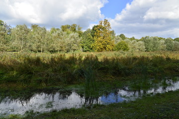 Contraste de lumière sur la nature sauvage le long du ruisseaux 