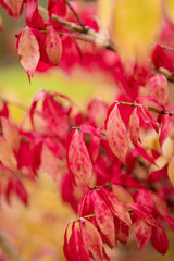 Autumn botany background