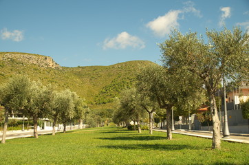 Ulivi a sperlonga