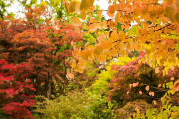 Autumn botany background