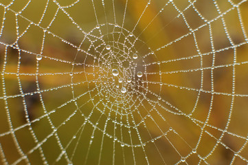 Spider web with water drops
