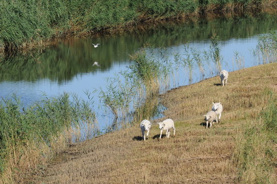 Sylt - Rantumbecken