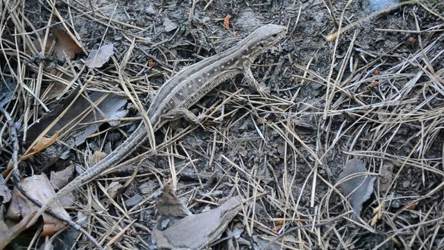 Sand lizard on ground in forest 