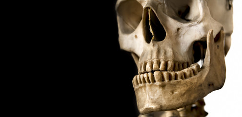 Human Skull