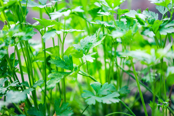 Parsley growing in garden
