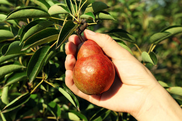 Female hand picking pear from tree