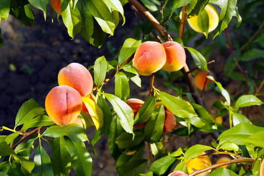 Branch of peach tree close up