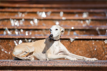 whippet dog lying down near the fountain