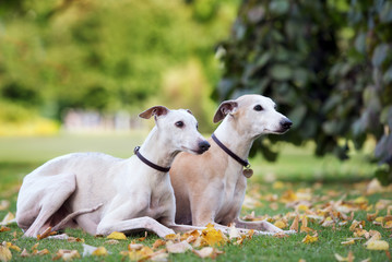 two whippet dogs lying down outdoors in autumn