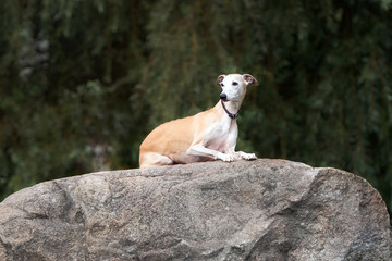 red whippet dog lying down on a rock
