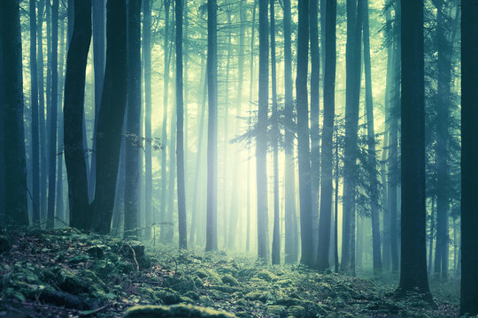 Fototapeta Magiczny niebieski zielony nasycony mglisty las drzew krajobraz. Zastosowano efekt filtra kolorów. Zdjęcie zostało zrobione w południowo-wschodniej Słowenii w Europie.