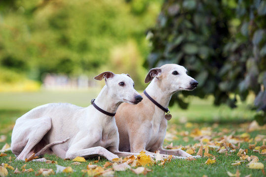 two whippet dogs lying down outdoors in autumn