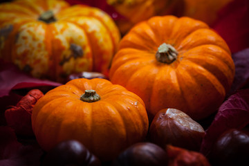 Pumpkins and Thanksgiving