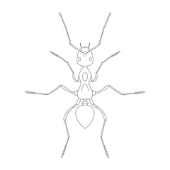 Formica exsecta. Sketch of ant. Ant isolated on white background. Ant Design for coloring book.