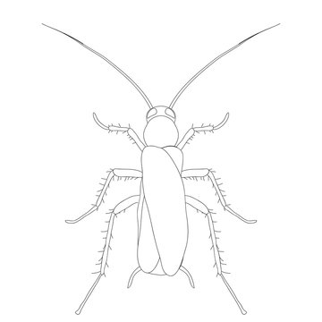 Blattella germanica. cockroach. Sketch of cockroach. cockroach isolated on white background. cockroach Design for coloring book.  hand-drawn cockroach.