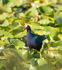 Purple gallinule