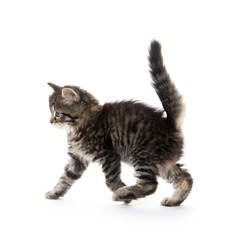 Cute baby tabby kitten on white