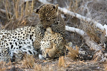 Female leopard and cub
