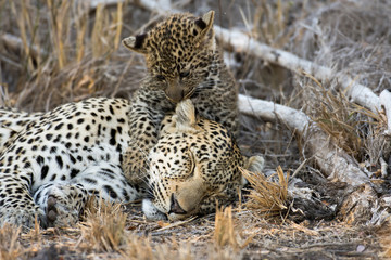 Female leopard and cub