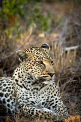 Fototapeta na wymiar Female leopard resting