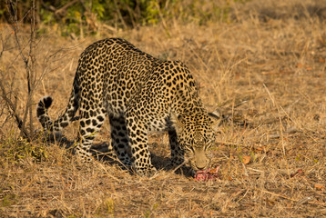 Leopard in morning sun