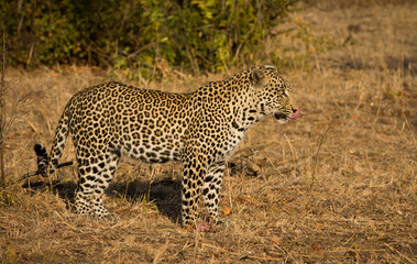Leopard in morning sun