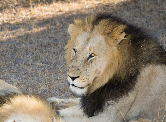 Male lion