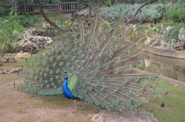 Obraz premium Pavão