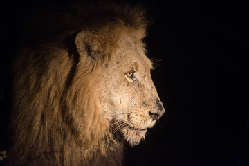 Lion at night