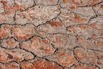 texture pine bark