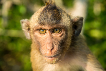 Portrait of monkey in the wild