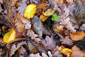 Dry forest autumn leaves background