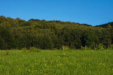 Waldrand mit Lichtung