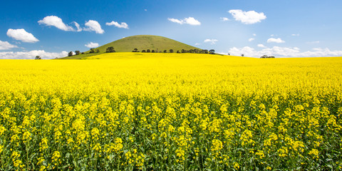 Fototapeta premium Fields of Canola in Australia
