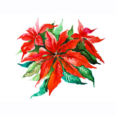 Red poinsettia plant for Christmas white background