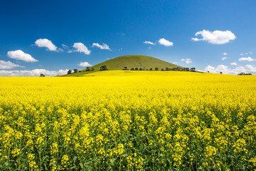 Fototapeta premium Fields of Canola in Australia