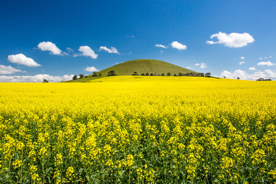 Fields Of Canola In Australia