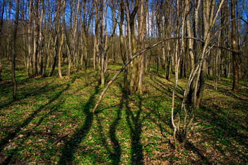 Charlotenburg forest on April. District Arad, Romania. 2009.