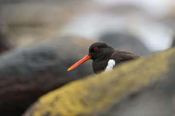 Austernfischer, Eurasian oystercatcher, Haematopus ostralegus