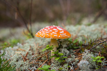 Amanita muscaria