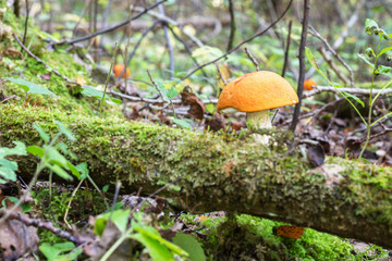 Orange-cap boletus  in the autumn forest