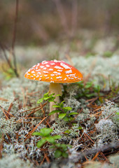 Amanita muscaria