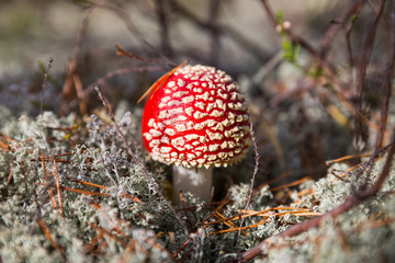 Amanita muscaria