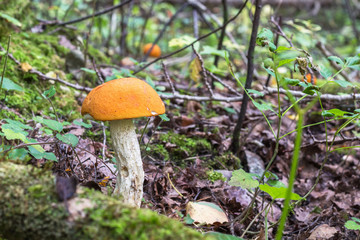 Orange-cap boletus  in the autumn forest