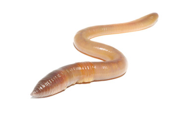  worm on white