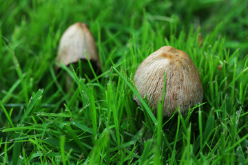 Mushrooms growing in grass