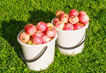 Ripe red apples in a white plastic buckets