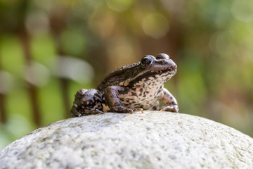 Common water frog on a stone in the autumn sun