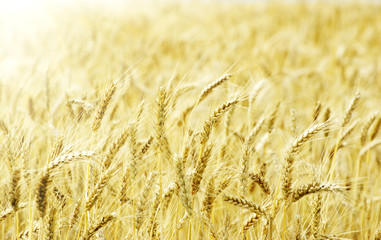 wheat