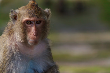 Obraz premium Portrait of spectacular thoughtful male monkey with blur background with copy space